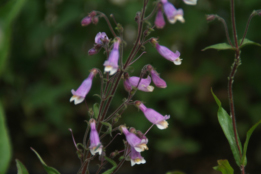 Penstemon hirsutusSchildpadbloem bestellen